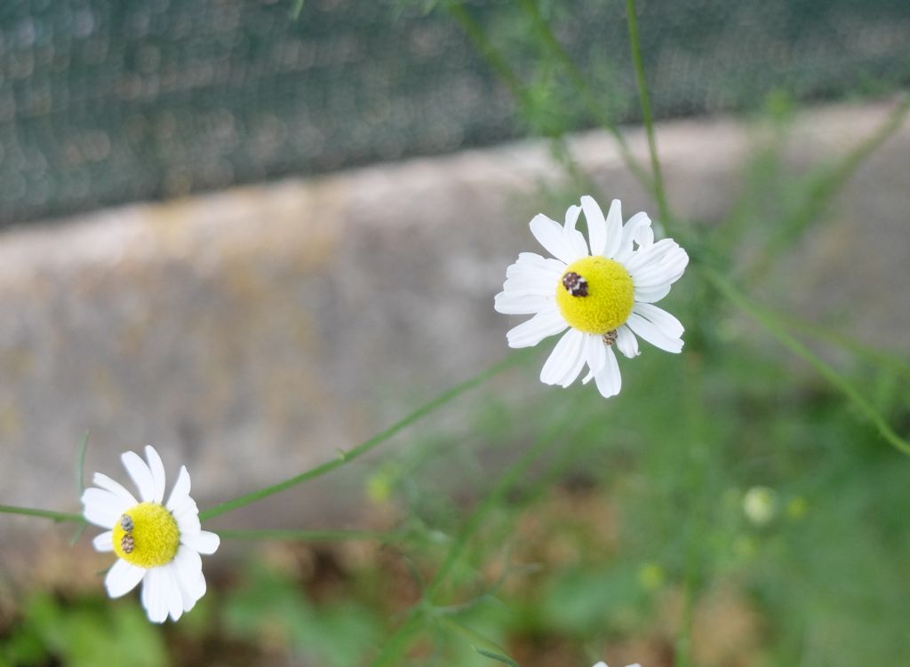 Insetti su camomilla: Anthrenus museorum? Anthrenus spp.